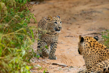 leopard Portrait shot of leopard cub in natural habitat