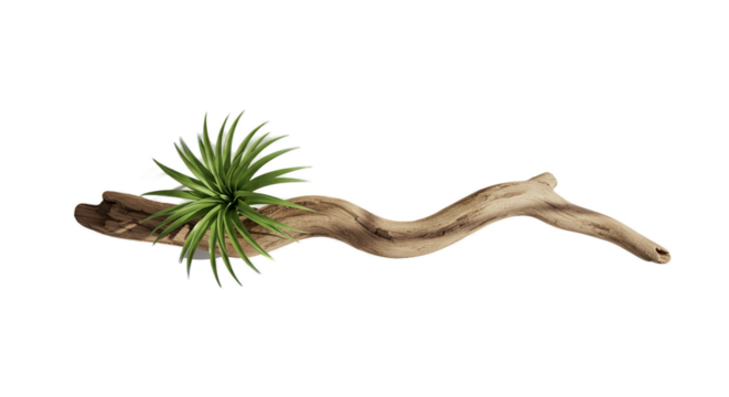 3D Realistic Desert Plant On Sandy Root With Soft Light