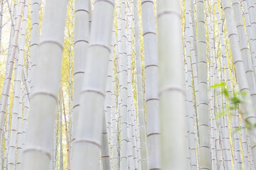 密集する新緑の竹林