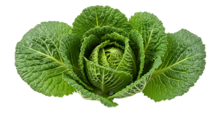 Fresh Green Cabbage Detailed Macro Isolated Realistic Photo