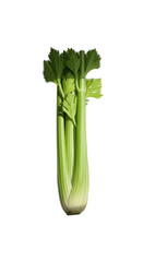 Fresh Green Celery Stalk Isolated on Soft Green Background Detailed Illustration