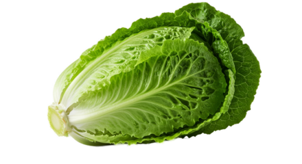 Fresh Green Romaine Lettuce Leafy Vegetable Isolated