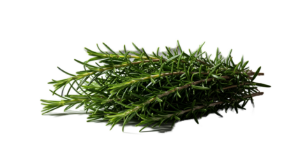 Fresh Green Rosemary Herb Sprigs Isolated on Soft Green Gradient Background