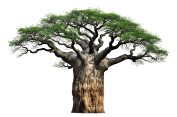 Ancient baobab tree with thick trunk and green canopy isolated on black