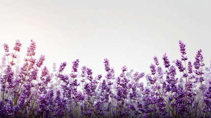 Naklejka premium Purple Lavender Field Background