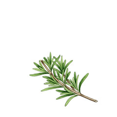 Fototapeta premium Fresh Rosemary Sprig Green Realistic Isolated Herbal Herb