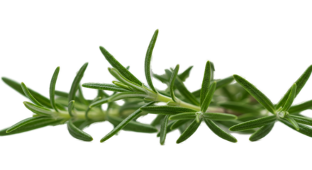 Fresh Rosemary Sprig with Water Droplets on Green Background Macro
