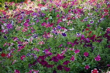 Fototapeta premium Field of colorful flowers.