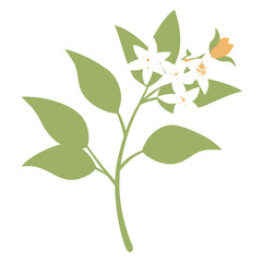 abelia flower on white background