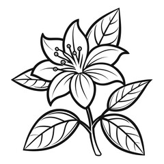 abelia flower line art on white background