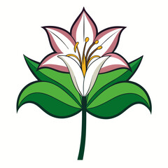  amazon lily flower on white background