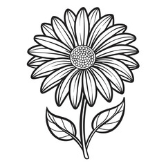  barberton flower line art on white background