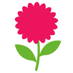  barberton flower isolated on white background