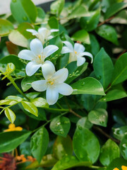 Obraz premium white jasmine flowers in the garden