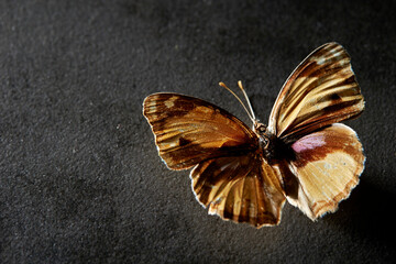 butterfly on black background, butterfly