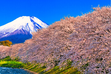 満開の桜並木と富士山合成
