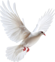 Obraz premium white dove flying