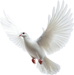 Obraz premium white dove flying