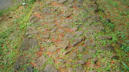 Old Stone Path Covered with Moss and Dry Pine Needles