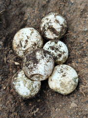 Turtle eggs in the sand, looking natural with the texture of the soil attached to the surface of the white shell, illustrate the natural hatching process in tropical beach habitats.