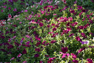 Field of colorful flowers.