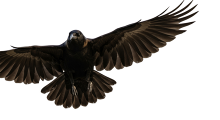 Black Raven Bird Flying With Wide Wings Detailed Realistic Photo