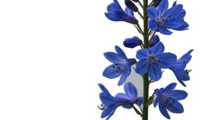 Blue Agapanthus Flowers on Solid Blue Background Realistic Photo