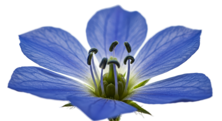 Blue Geranium Flower Close Up Macro View with Dew Drops