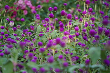 Field of colorful flowers.