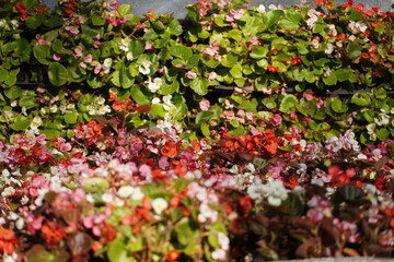 Field of colorful flowers.