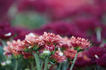 Colourful spring flowers bloom in the garden.