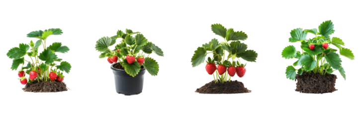 Collection of strawberry plant with bright red berries peeking through the leaves. full length isolate on transparent background