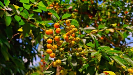 ripe yellow bonsai fruit plant
