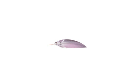 Isolated iridescent leaf with subtle pink and purple hues laying flat against a stark black background