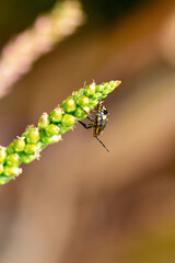 Ninfa de Maria-Fedida. Inseto. Percevejo	