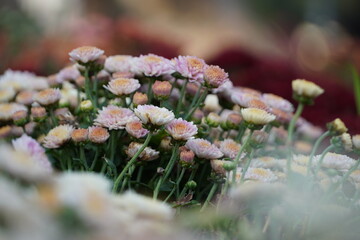 Colourful spring flowers bloom in the garden.