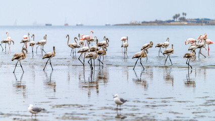 Groupe de flamants roses adultes et juvéniles (plumage gris)