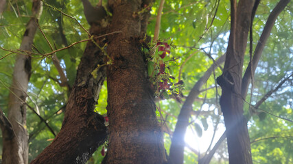 Sunlight filters through green leaves on a tree, highlighting vibrant plant life in a forest setting
