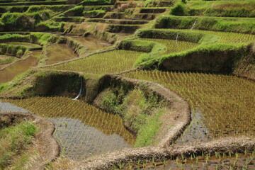 Terraced Paddy Fields