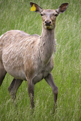 Obraz premium Single red deer Cervus elaphus and elk Cervus canadensis cross farm raised vertical orientation