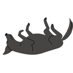 Gray Wolf Lying on its Back on a White Background with Paws in the Air in Playful Pose