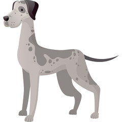 Great Dane Dog Standing Calmly A Harlequin Patterned Canine With A Gentle Stance And Light Gray And Dark Gray Coloration Against A White Background