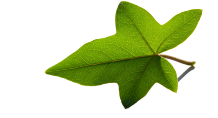 Close Up Macro Sunlight Through Translucent Green Leaf Macro Shot