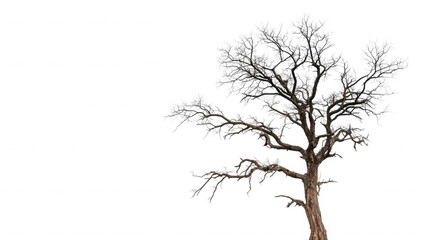 Fototapeta premium Bare tree isolated on transparent background, showing its branches in winter season