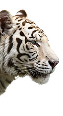Close Up Of A White Tiger Head With Blue Eyes Detailed Realistic Photo