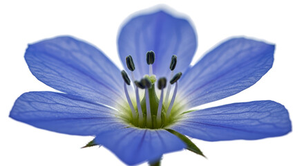 Close Up Of Blue Flower With Water Droplets On Transparent Background