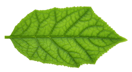 Close Up Realistic Green Leaf with Water Droplets Isolated Transparent Background