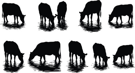 Silhouette cows standing near water with reflections, grazing, drinking, peaceful rural farm animals, black vector illustration for nature design