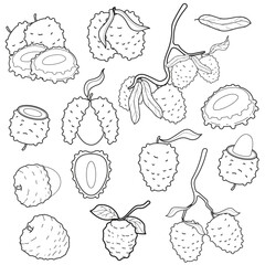 Lychee fruit line art set. Outline drawing of whole, peeled, and sliced litchi fruits with leaves. Tropical fruit vector illustration collection.