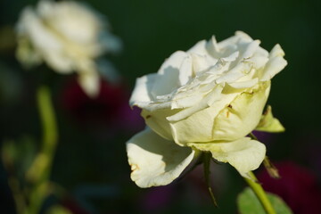Single white rose in the garden.